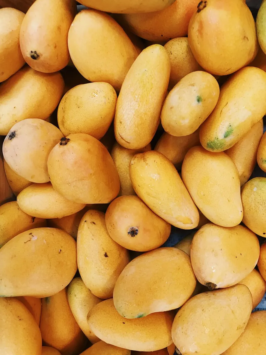 Mango Tommy Mercanto