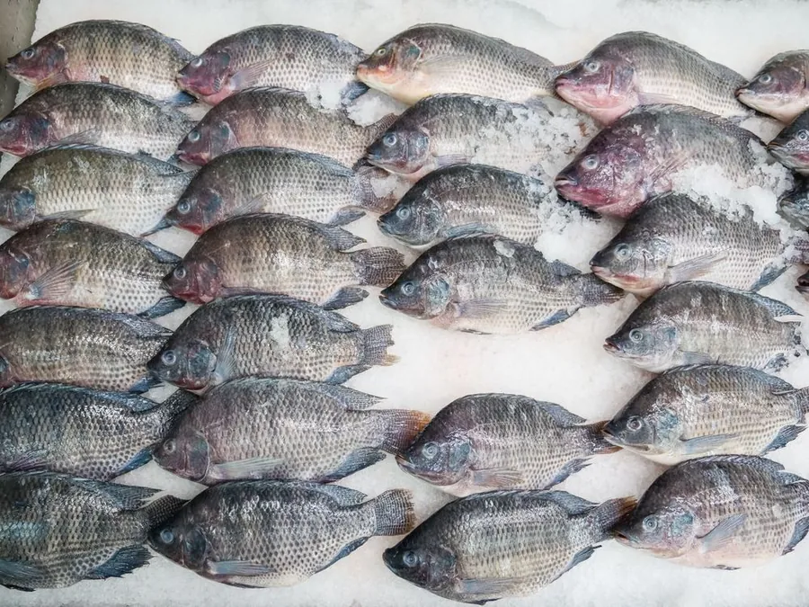 Tilapia Roja Mercanto
