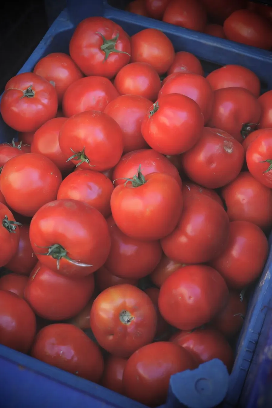 Tomate Chonto Mercanto